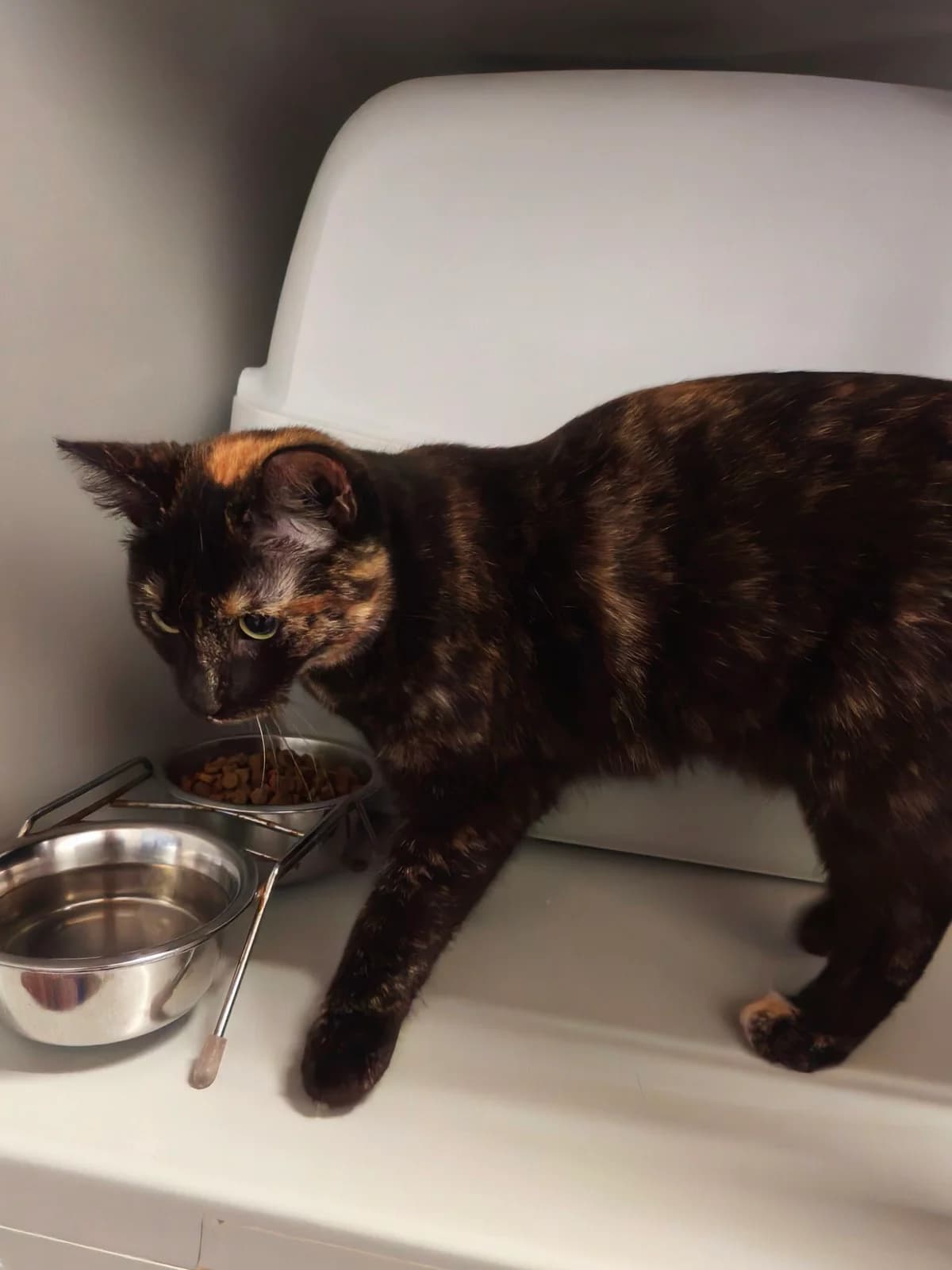 Babsi,  European Shorthair for adoption at Animal welfare Rheiderland E. V., Weener