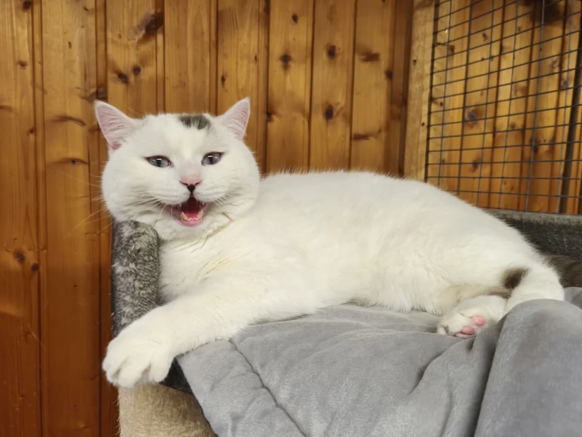 Snowball, male 4yo British Shorthair for adoption at Tierheim Osnabrück, Osnabrück
