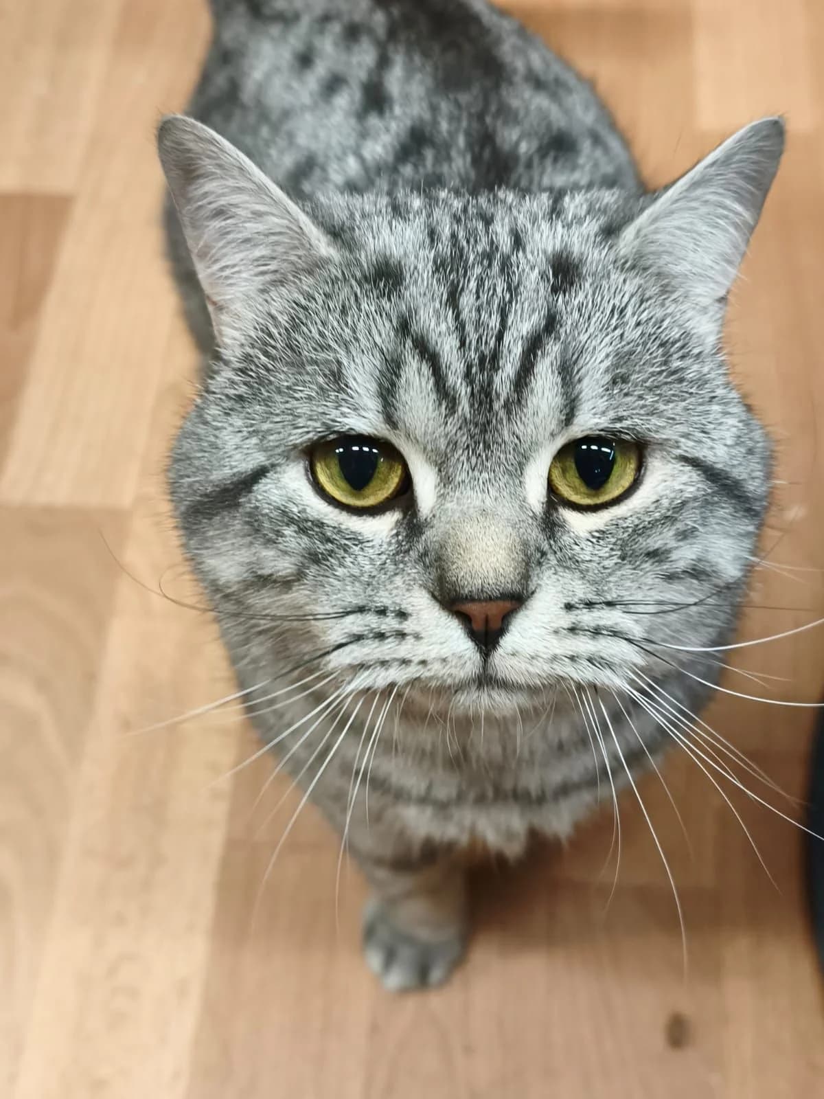 Sebastian, male 4yo British Shorthair for adoption at Tierheim Osnabrück, Osnabrück