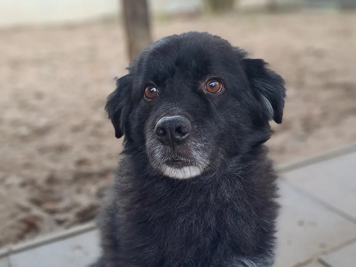 Jack, schwarz mit weißen Abzeichen male 6yo Mixed Breed for adoption at Tierheim Hamburg, Hamburg