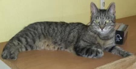 Lino, male Domestic Shorthair for adoption at Tierheim Wiesbaden, Wiesbaden