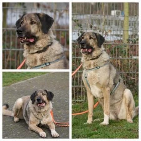 Bella, female senior mixed breed for adoption at Tierheim Wiesbaden, Wiesbaden