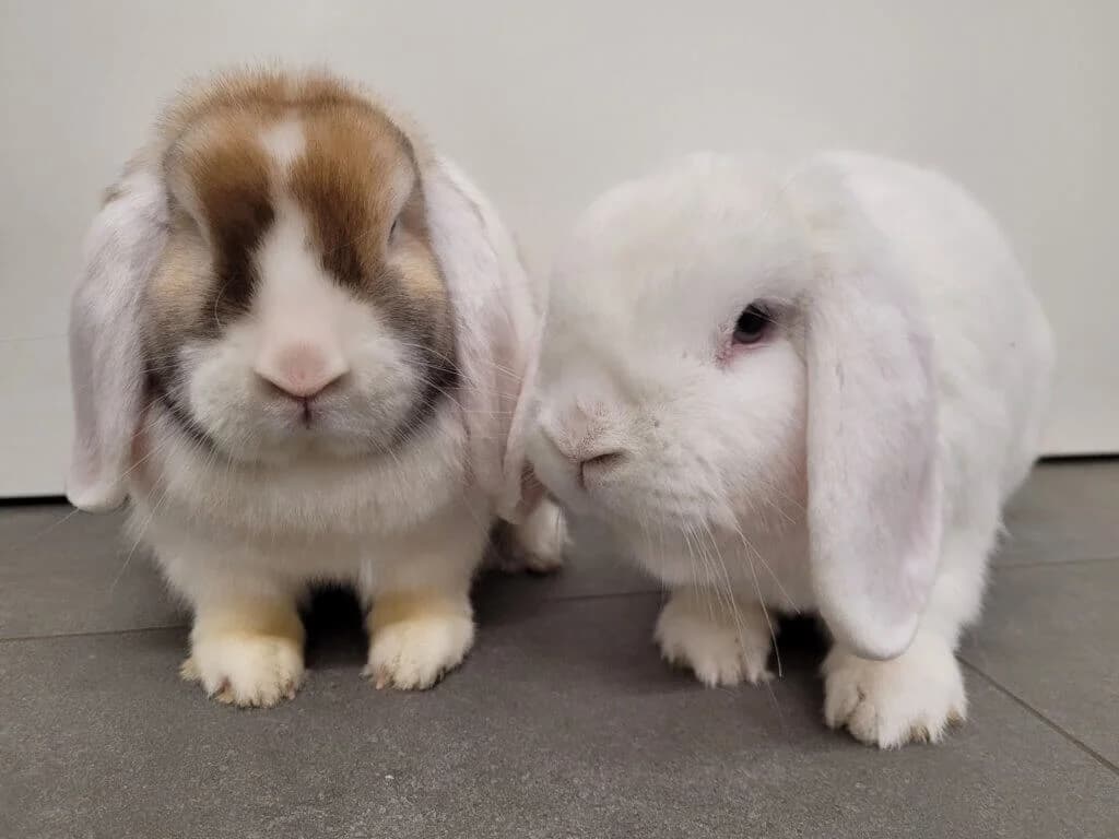 Ronja & Bacardi, 3yo mixed breed for adoption at Tierheim Düsseldorf, Düsseldorf