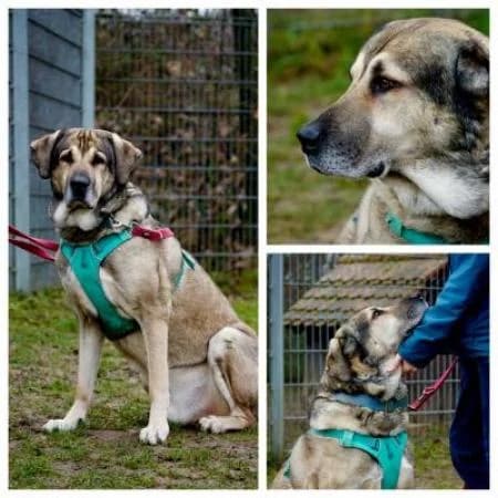 Zeus, male senior mixed breed for adoption at Tierheim Wiesbaden, Wiesbaden