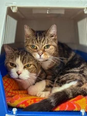 Samuel und Tristan, male Mixed Breed for adoption at Tierheim Wiesbaden, Wiesbaden