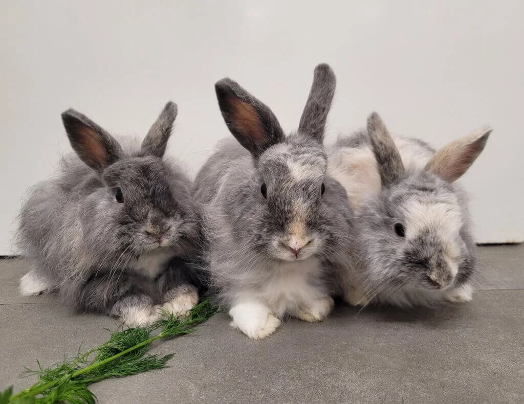 Svea, Dina & Collin (E.c. Kontakttiere), 3yo mixed breed for adoption at Tierheim Düsseldorf, Düsseldorf