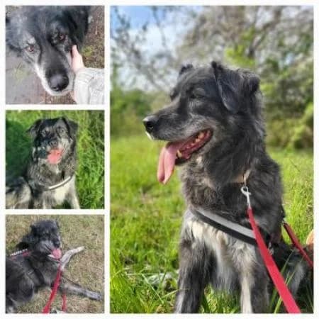 Aleska, female senior Mixed Breed for adoption at Tierheim Wiesbaden, Wiesbaden