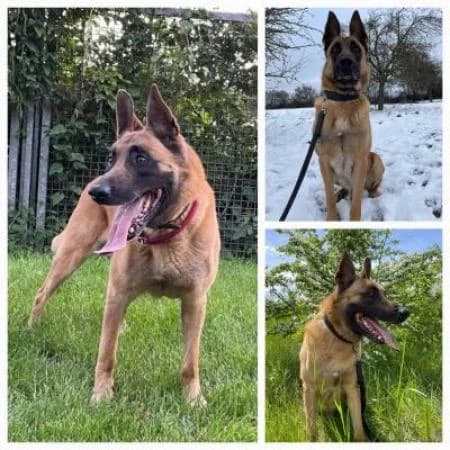 Zeus, male senior Belgian Malinois for adoption at Tierheim Wiesbaden, Wiesbaden