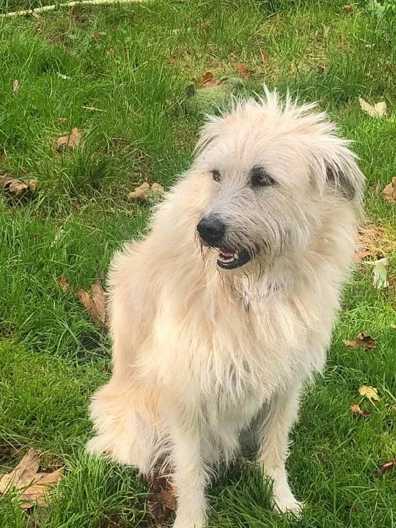 Jule, cream female Mixed Breed for adoption at Tierheim Regensburg, Regensburg — photo 2 of 8