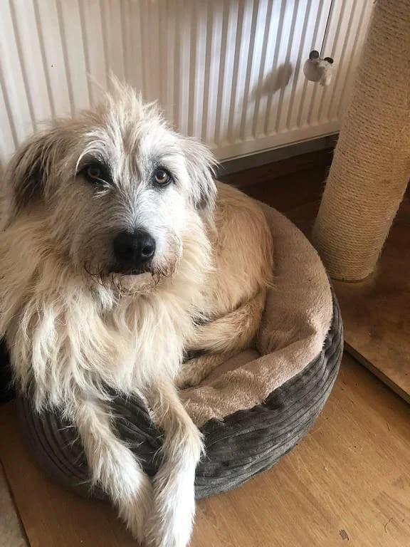 Jule, cream female Mixed Breed for adoption at Tierheim Regensburg, Regensburg — photo 3 of 8