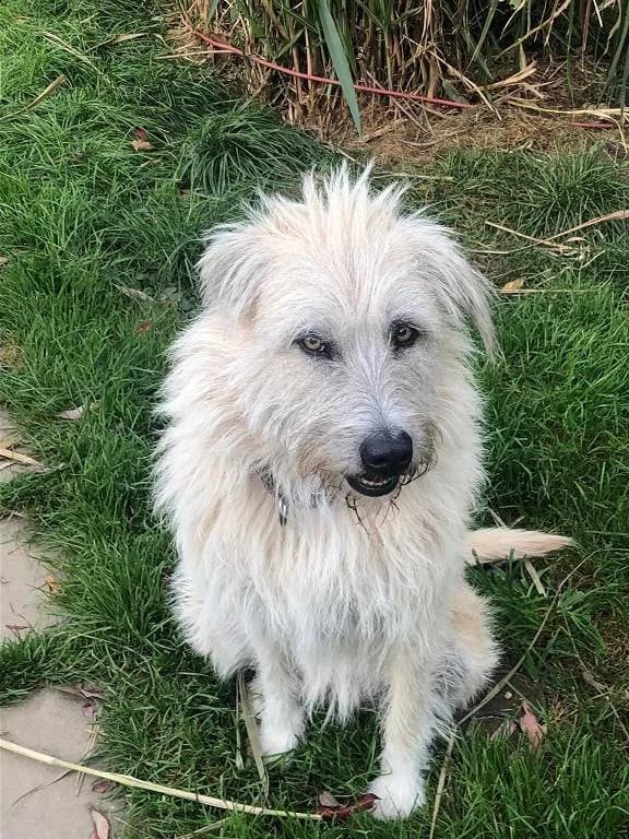 Jule, cream female Mixed Breed for adoption at Tierheim Regensburg, Regensburg — photo 4 of 8