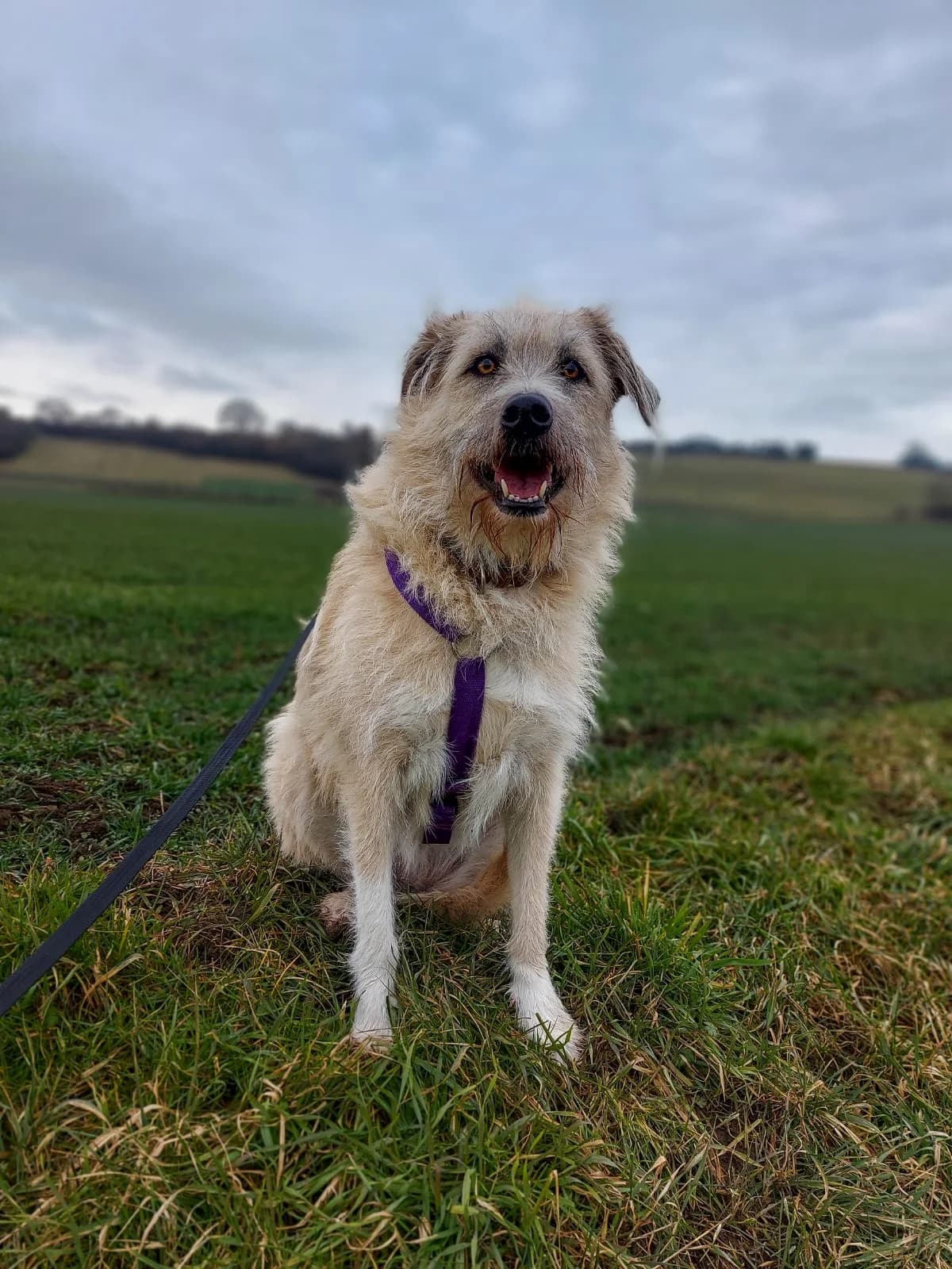 Jule, cream female Mixed Breed for adoption at Tierheim Regensburg, Regensburg — photo 5 of 8