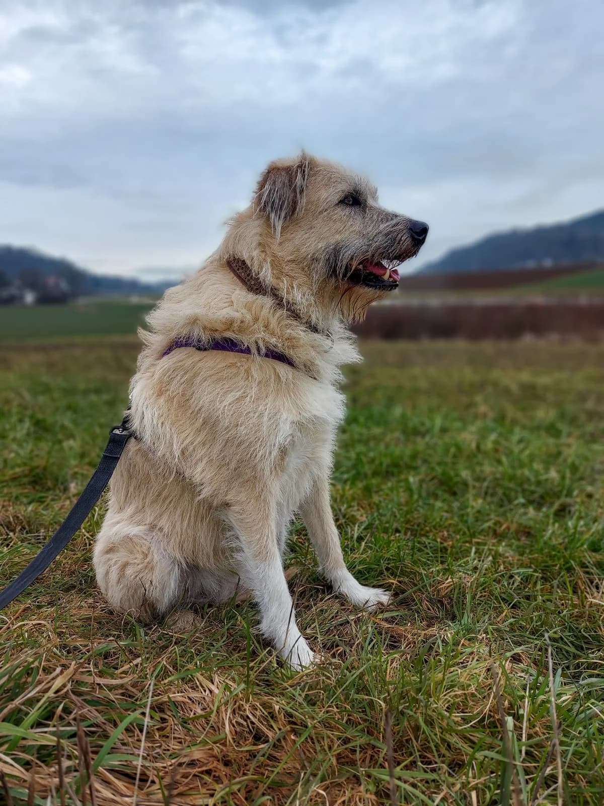 Jule, cream female Mixed Breed for adoption at Tierheim Regensburg, Regensburg — photo 6 of 8