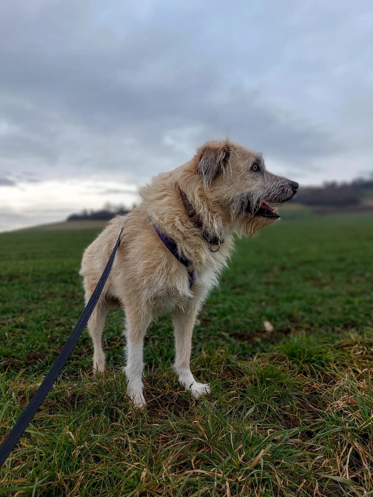 Jule, cream female Mixed Breed for adoption at Tierheim Regensburg, Regensburg — photo 7 of 8