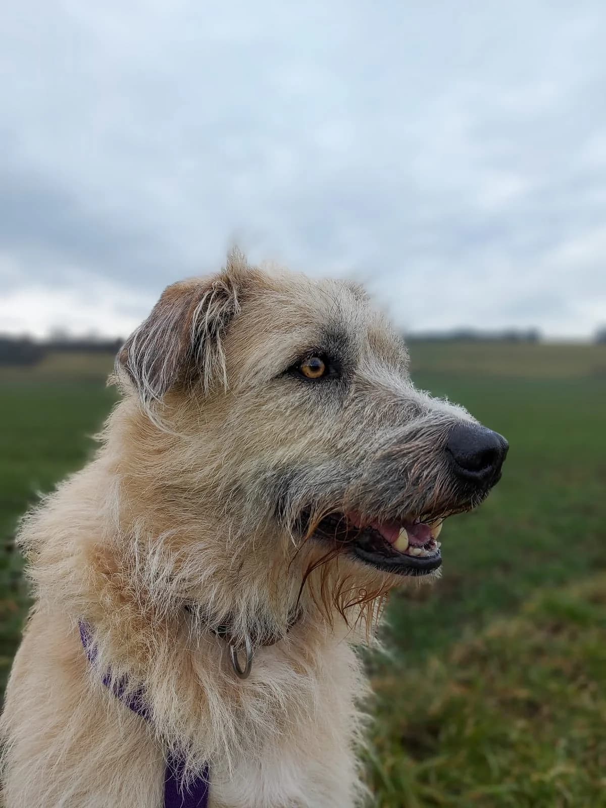 Jule, cream female Mixed Breed for adoption at Tierheim Regensburg, Regensburg — photo 8 of 8