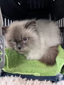 Xaver, male mixed breed for adoption at Tierheim Regensburg, Regensburg