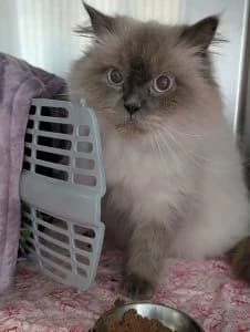 Xaver, cream male mixed breed for adoption at Tierheim Regensburg, Regensburg — photo 2 of 3