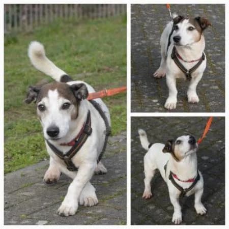 Pascha, male senior Jack Russell Terrier for adoption at Tierheim Wiesbaden, Wiesbaden