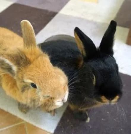 Ginny und Fili, braun female Domestic Rabbit for adoption at Tierheim Wiesbaden, Wiesbaden