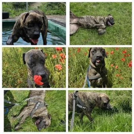 Santos, male 5yo Presa Canario for adoption at Tierheim Wiesbaden, Wiesbaden