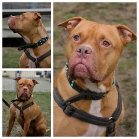 Bubu, male senior American Staffordshire Terrier for adoption at Tierheim Wiesbaden, Wiesbaden