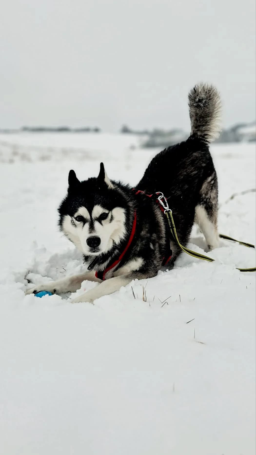 Jojo, black and white male Husky for adoption at Tierheim Regensburg, Regensburg — photo 2 of 7