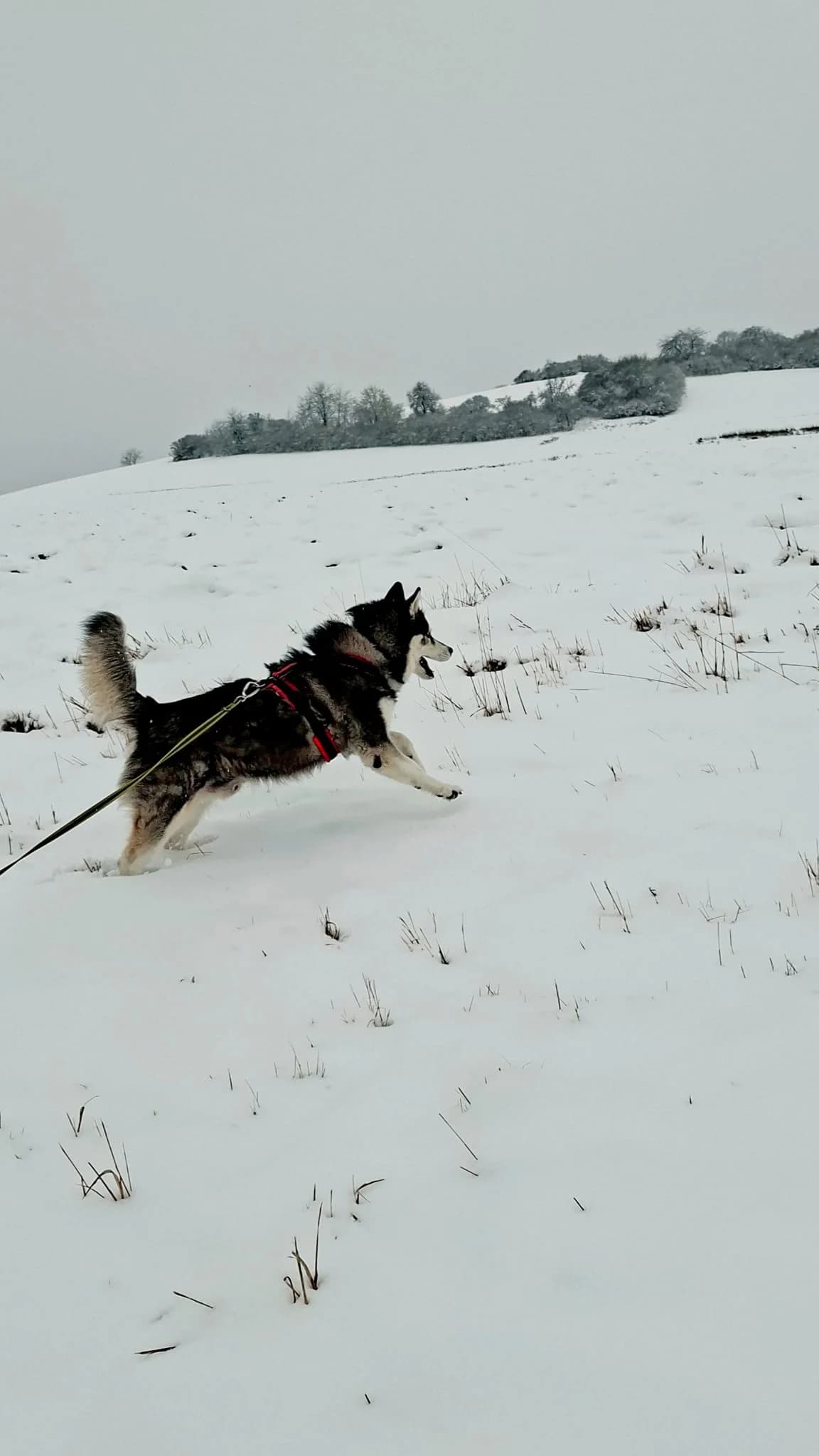 Jojo, black and white male Husky for adoption at Tierheim Regensburg, Regensburg — photo 3 of 7