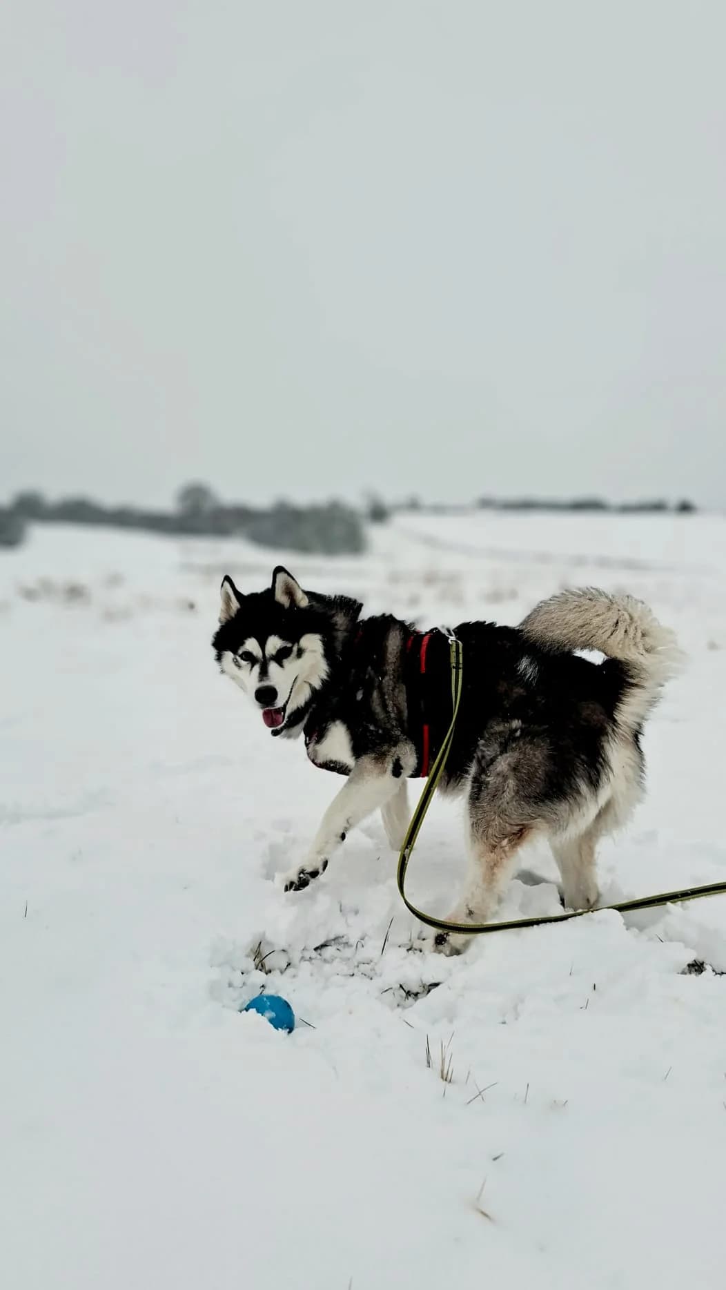 Jojo, black and white male Husky for adoption at Tierheim Regensburg, Regensburg — photo 4 of 7