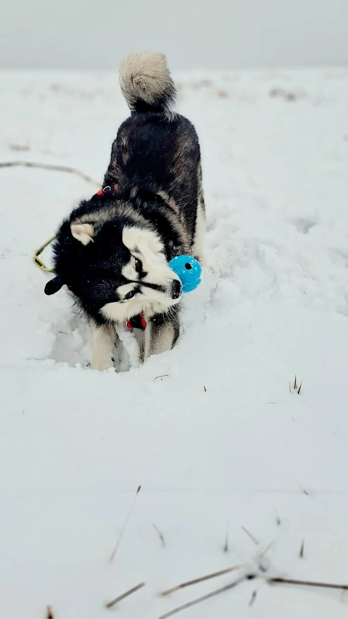 Jojo, black and white male Husky for adoption at Tierheim Regensburg, Regensburg — photo 5 of 7