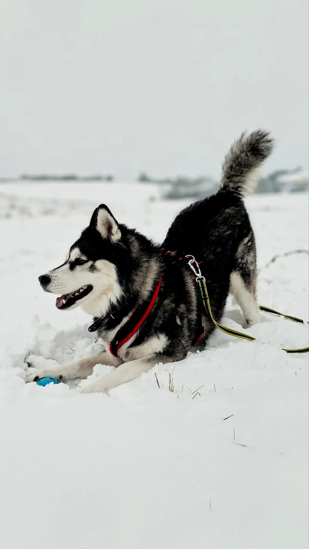 Jojo, black and white male Husky for adoption at Tierheim Regensburg, Regensburg — photo 6 of 7
