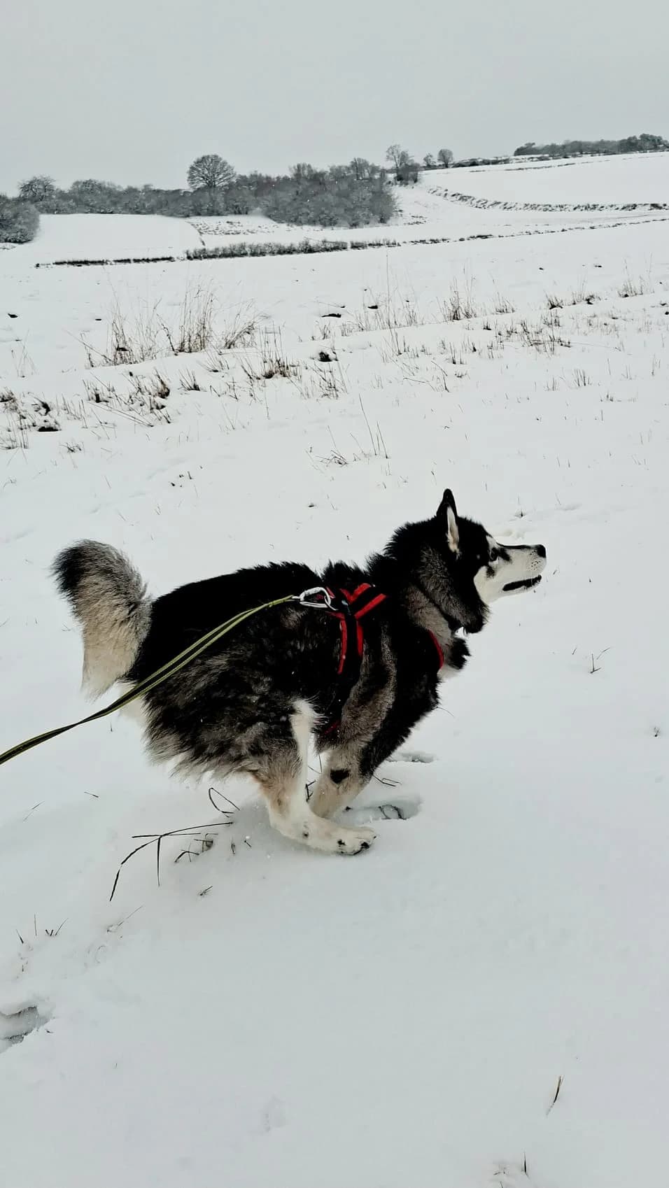 Jojo, black and white male Husky for adoption at Tierheim Regensburg, Regensburg — photo 7 of 7
