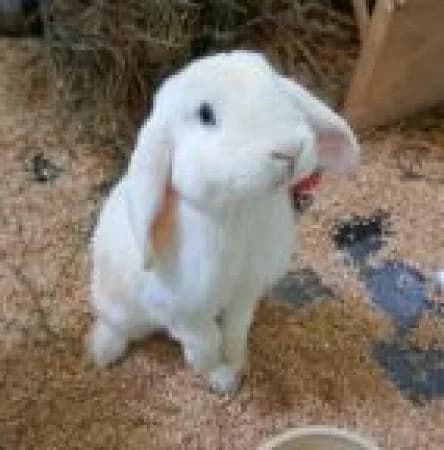 Rafael (EC-positiv), male 7yo Lop Rabbit for adoption at Tierheim Wiesbaden, Wiesbaden