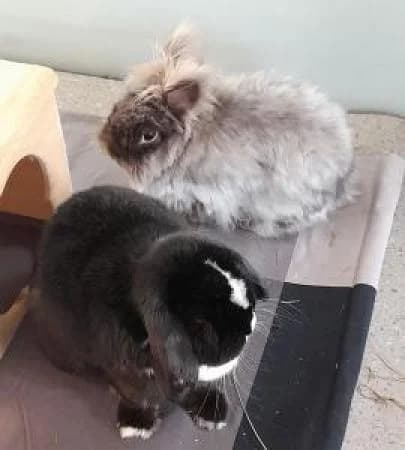 Aladin und Nana, female Lop Rabbit for adoption at Tierheim Wiesbaden, Wiesbaden