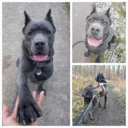 Galea, female 5yo Cane Corso for adoption at Tierheim Wiesbaden, Wiesbaden