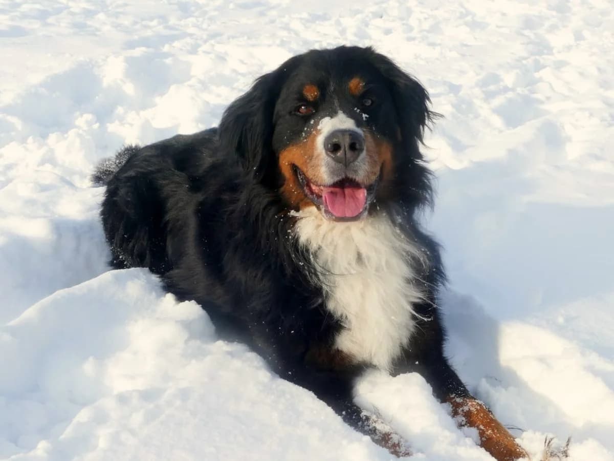 Simba, schwarz mit braunen und weißen Abzeichen male Bernese Mountain Dog for adoption at Tierheim Hamburg, Hamburg