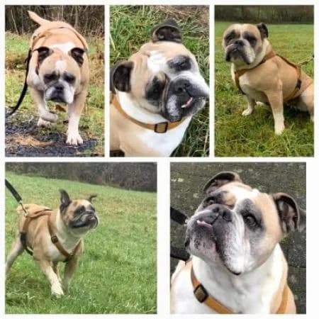 Ebby, female English Bulldog for adoption at Tierheim Wiesbaden, Wiesbaden