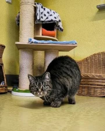 Hexe (auf Pflegestelle),  Mixed Breed for adoption at Tierheim Wiesbaden, Wiesbaden