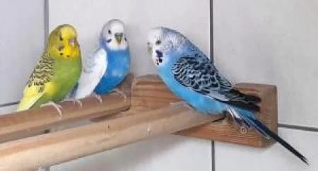 Wellensittiche,  Budgerigar for adoption at Tierheim Wiesbaden, Wiesbaden