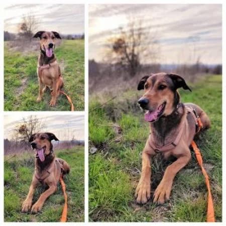 Jazz, male Doberman for adoption at Tierheim Wiesbaden, Wiesbaden