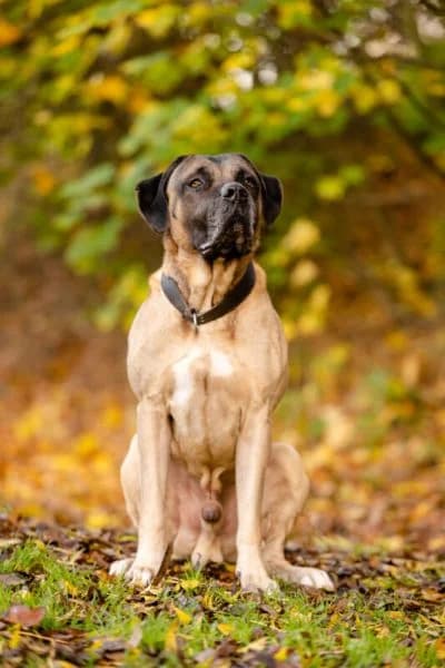 Aaron, male senior Mixed Breed for adoption at Tierheim Leipzig, Leipzig
