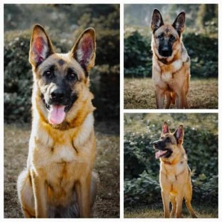 Vicky, female German Shepherd for adoption at Tierheim Wiesbaden, Wiesbaden
