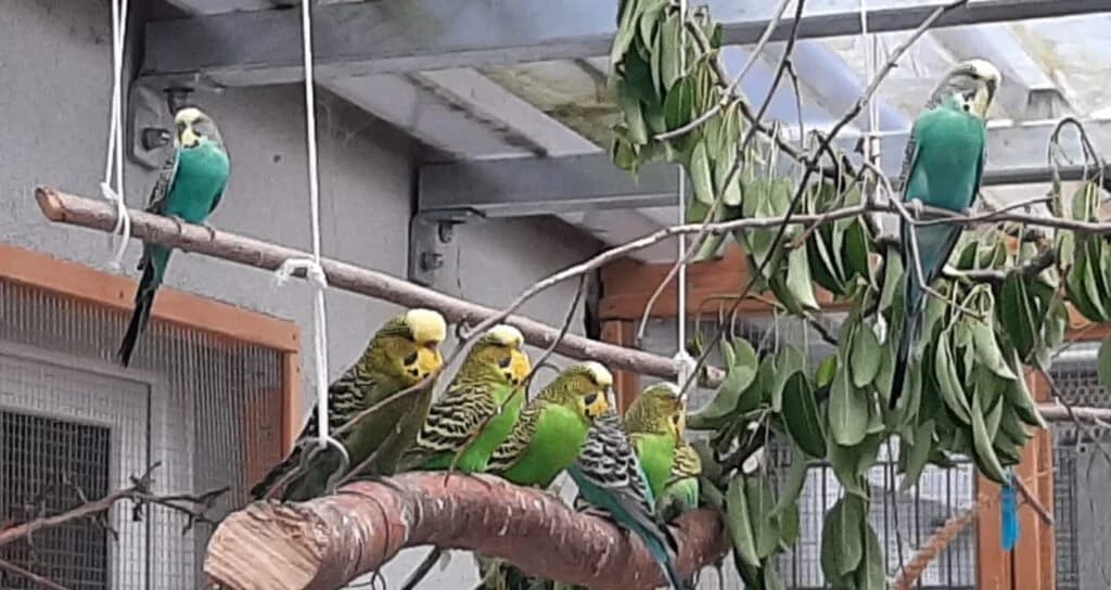 Welli, male mixed breed for adoption at Tierheim Regensburg, Regensburg