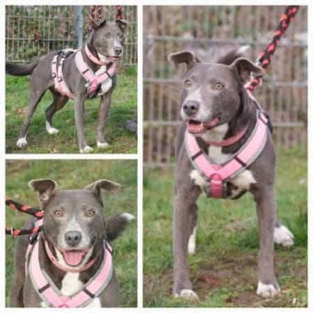 Ava, female American Staffordshire Terrier for adoption at Tierheim Wiesbaden, Wiesbaden