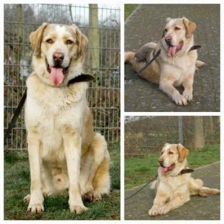 Fuchur, male mixed breed for adoption at Tierheim Wiesbaden, Wiesbaden