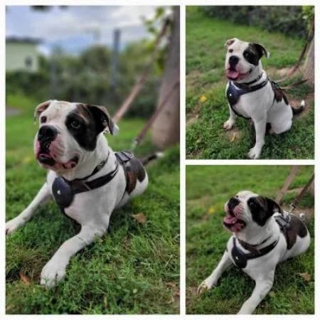 Bambam, male English Bulldog for adoption at Tierheim Wiesbaden, Wiesbaden