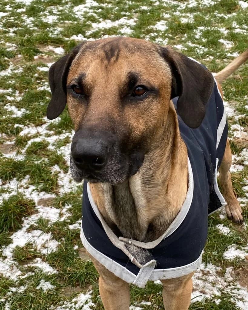 Sharki, male 3yo Rhodesian Ridgeback for adoption at Tierheim Düsseldorf, Düsseldorf