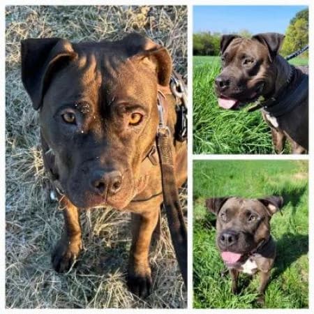 Jacky, female Pit Bull Terrier for adoption at Tierheim Wiesbaden, Wiesbaden