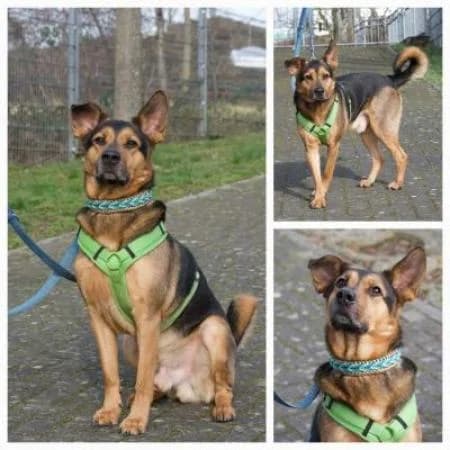 Matze, male German Shepherd for adoption at Tierheim Wiesbaden, Wiesbaden