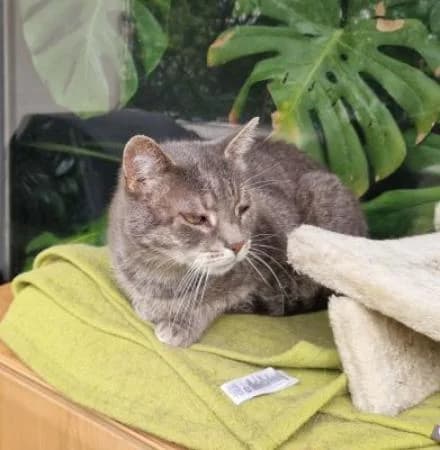 Easy (Vermittlung von Privat), male Mixed Breed for adoption at Tierheim Wiesbaden, Wiesbaden