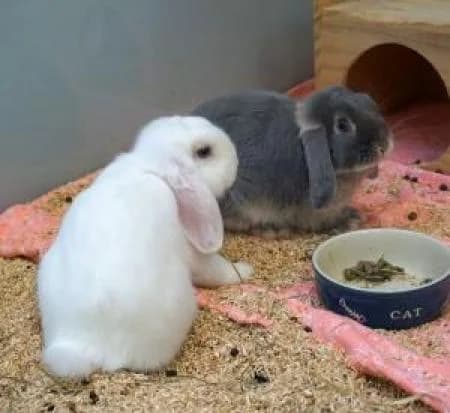 Davinci und Kamikaze, male young Domestic Rabbit for adoption at Tierheim Wiesbaden, Wiesbaden